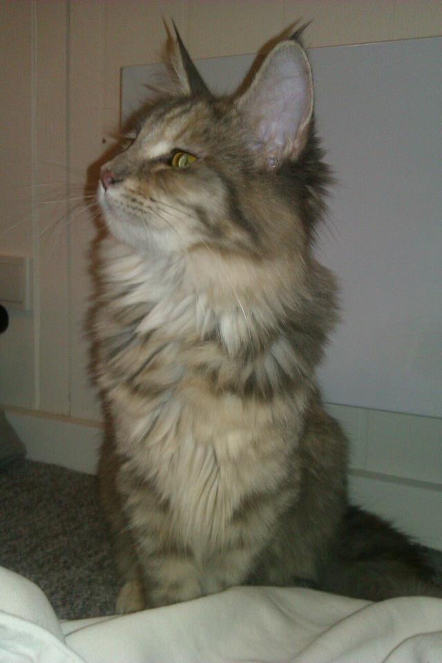 Maine Coon Jessie billede 14