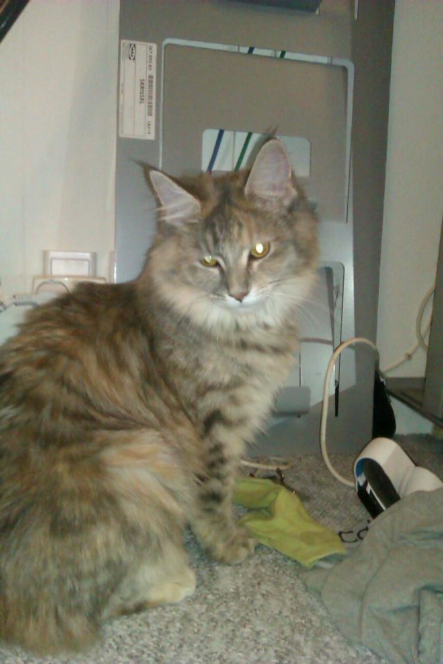Maine Coon Jessie billede 15