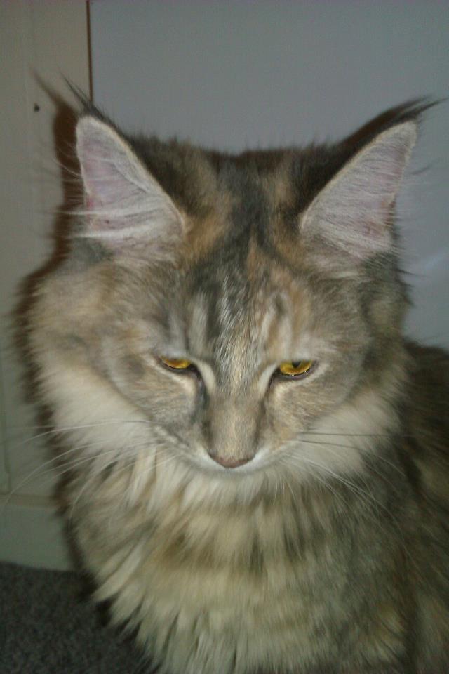 Maine Coon Jessie billede 16