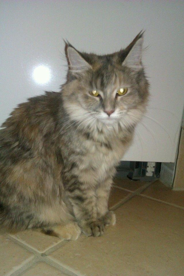 Maine Coon Jessie billede 17