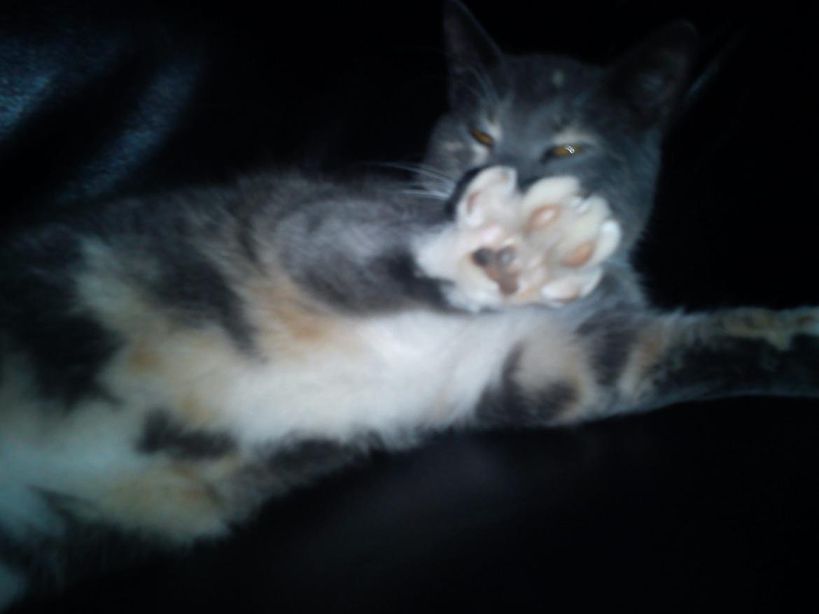 Huskat Mille - Billeder forbudt! Jeg er anonymos!

<3 billede 1