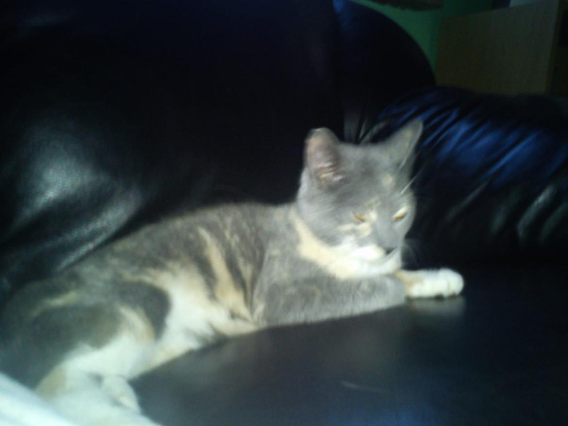 Huskat Mille - Jeg tager en "Cat Nap"

XD billede 2