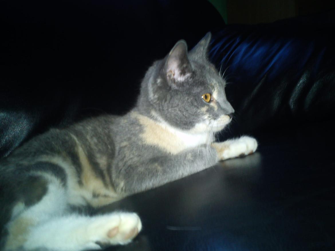 Huskat Mille - The Lion Saw Somthing
<3 billede 3