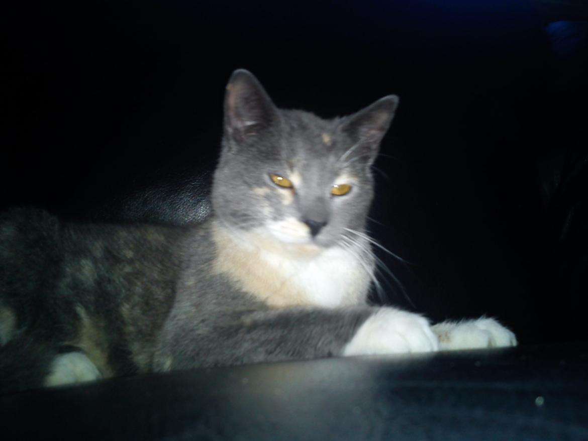 Huskat Mille - Rav øje <3 <3 <3 <3 billede 5