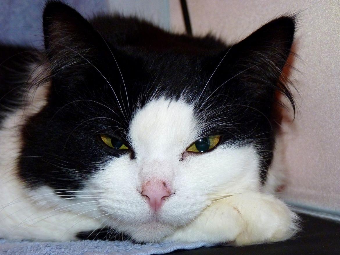 Blanding af racer Frida [Himmelkat] billede 14