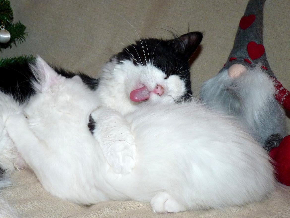 Blanding af racer Frida [Himmelkat] - Var ved at tage ugebilleder af killingerne, da Frida pludselig besluttede, at nu var det altså spisetid. billede 16