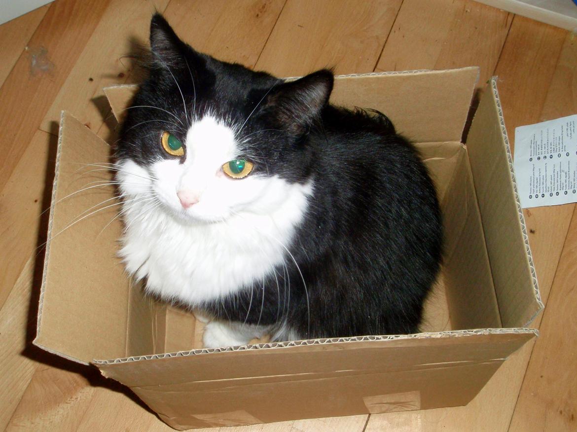 Blanding af racer Frida [Himmelkat] - "Min!" billede 15