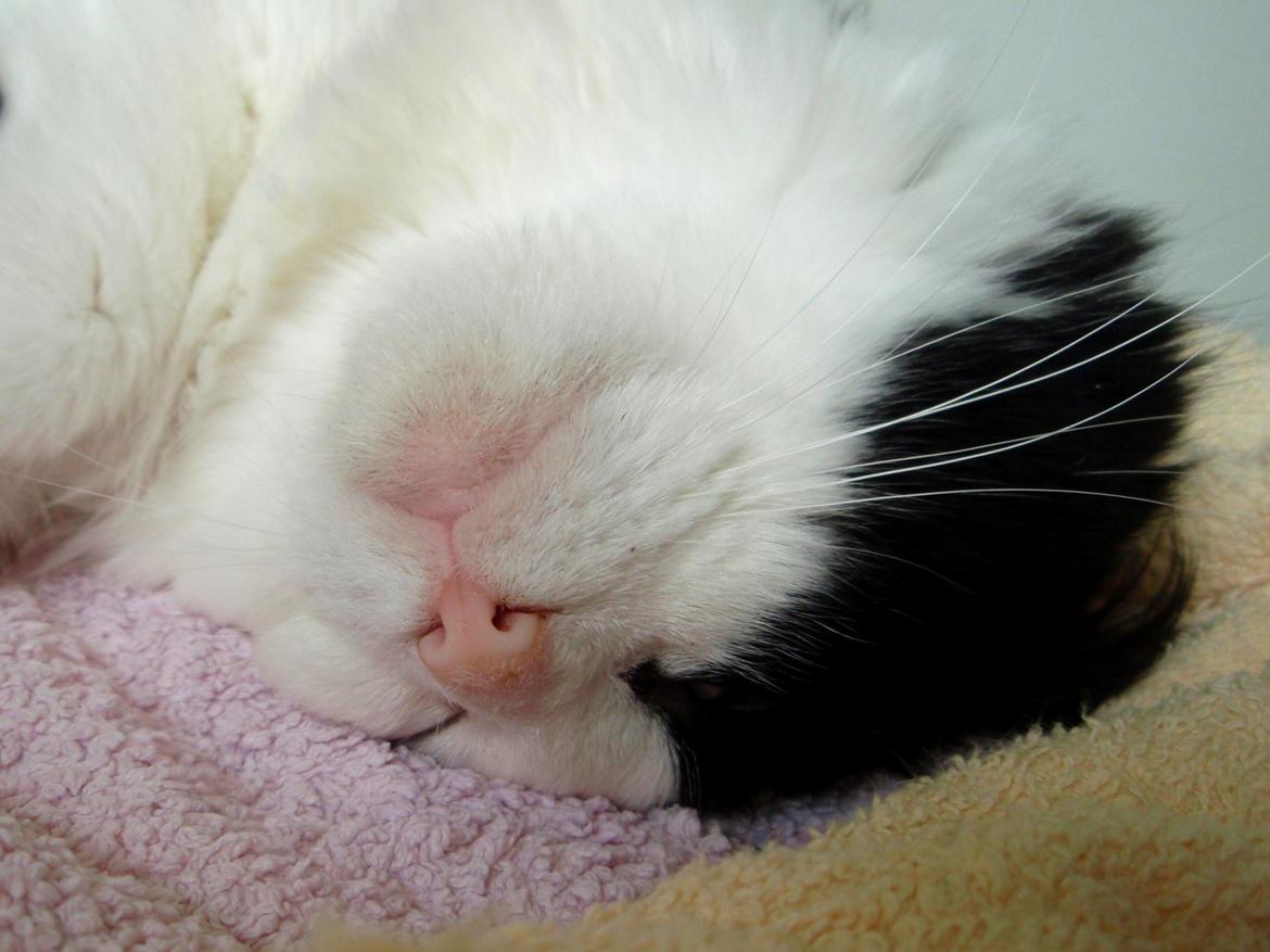 Blanding af racer Frida [Himmelkat] billede 18