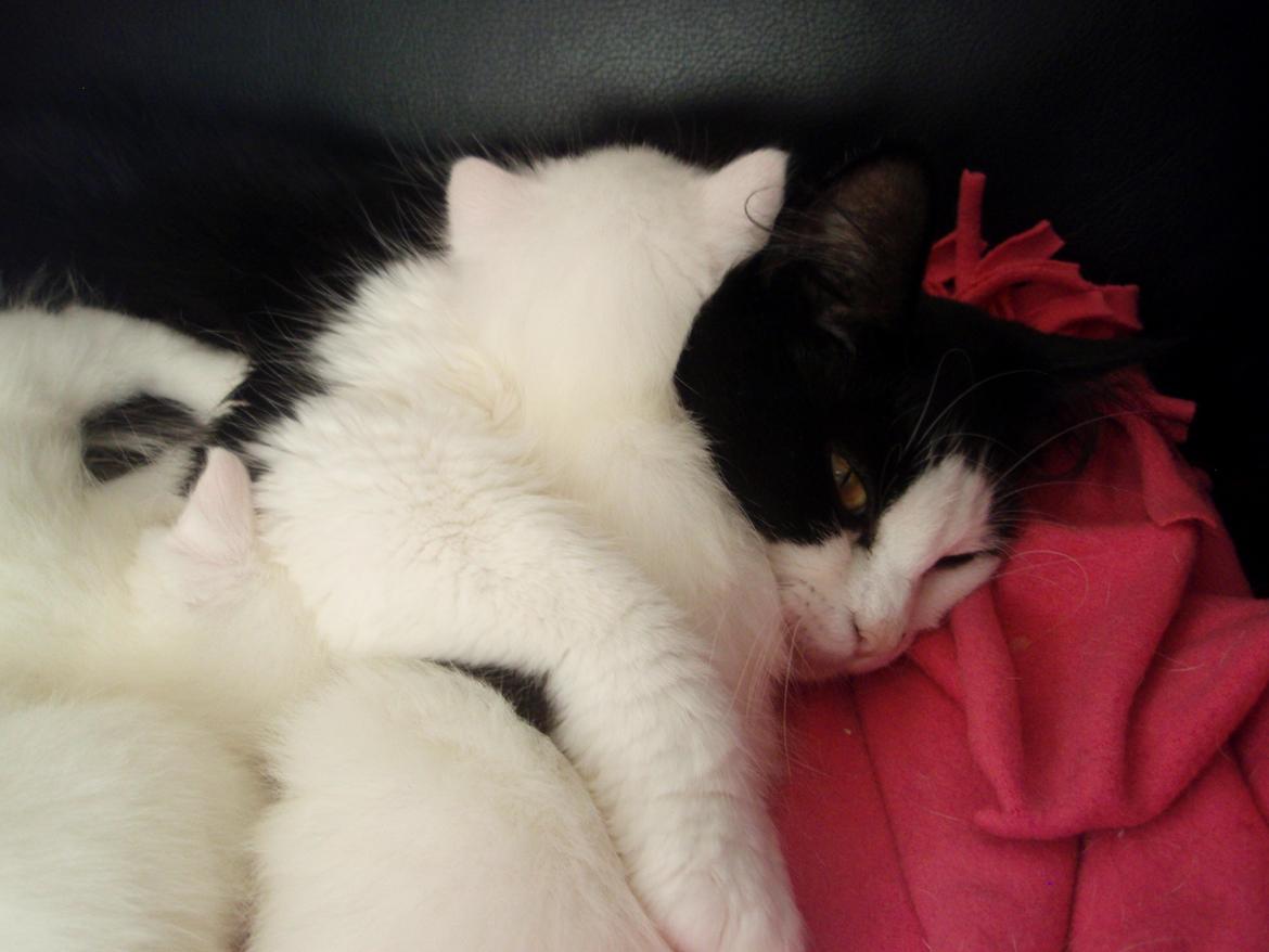 Blanding af racer Frida [Himmelkat] - Krammer lige sin baby. ;) billede 17