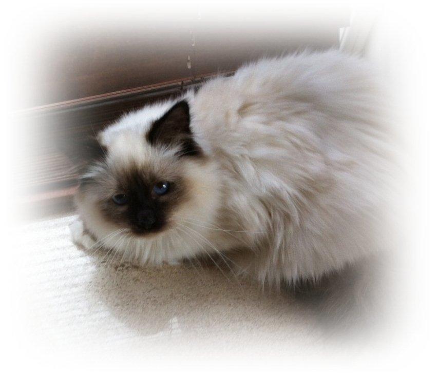 Hellig Birma Cody Brunmasket billede 3