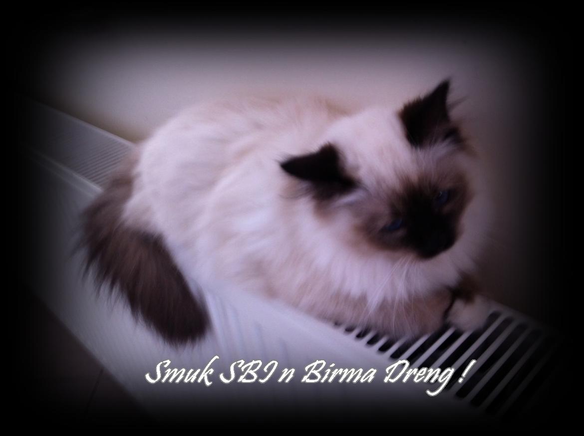 Hellig Birma Cody Brunmasket billede 5