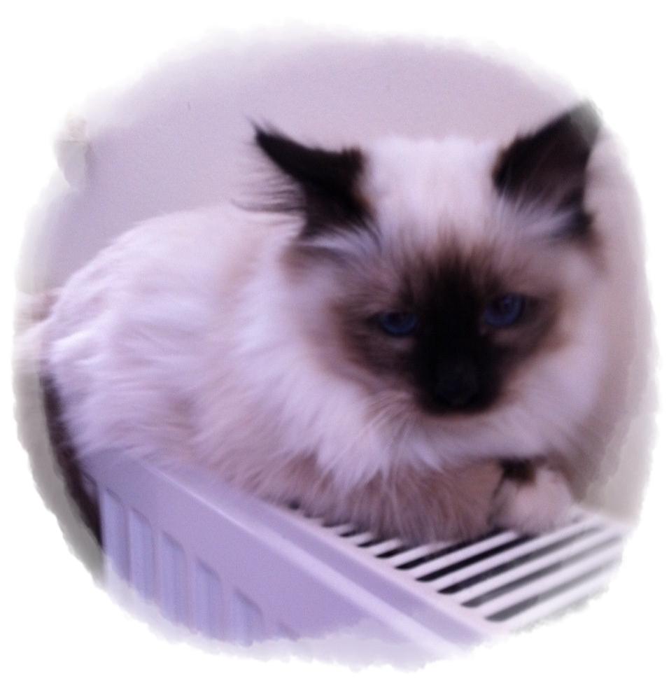 Hellig Birma Cody Brunmasket billede 6