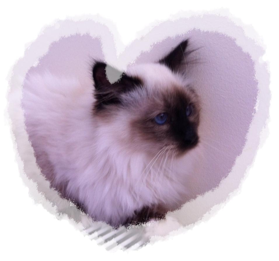 Hellig Birma Cody Brunmasket billede 7