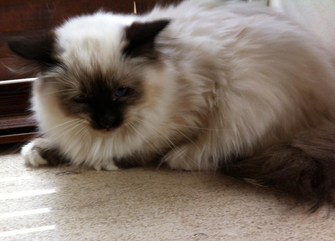 Hellig Birma Cody Brunmasket billede 8