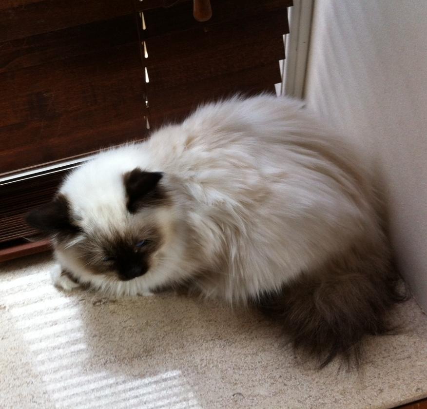 Hellig Birma Cody Brunmasket billede 9