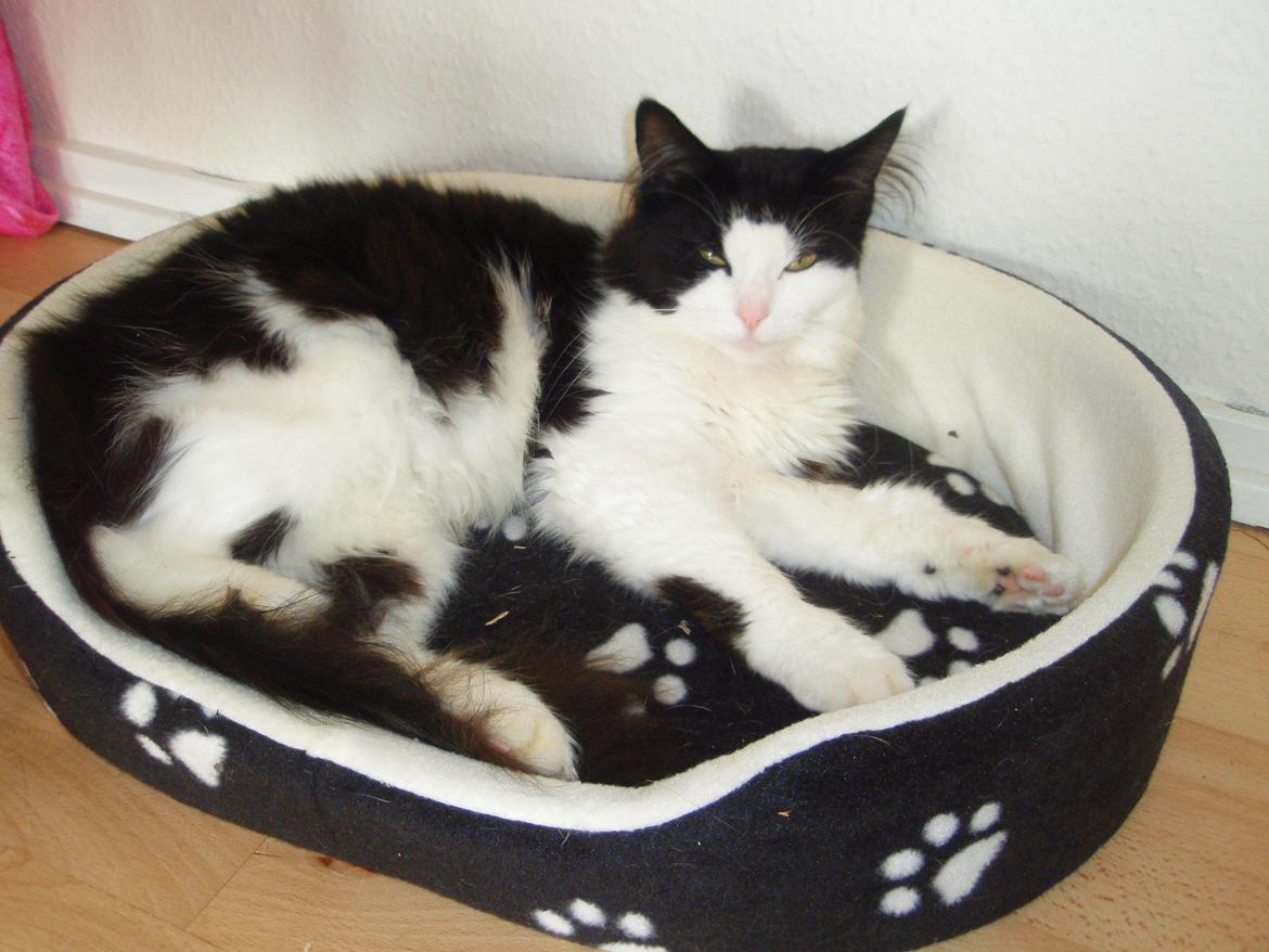 Blanding af racer Frida [Himmelkat] - Frida dengang jeg overtog hende. Undervægtig, fuld af orm, og drægtig. :/ billede 20