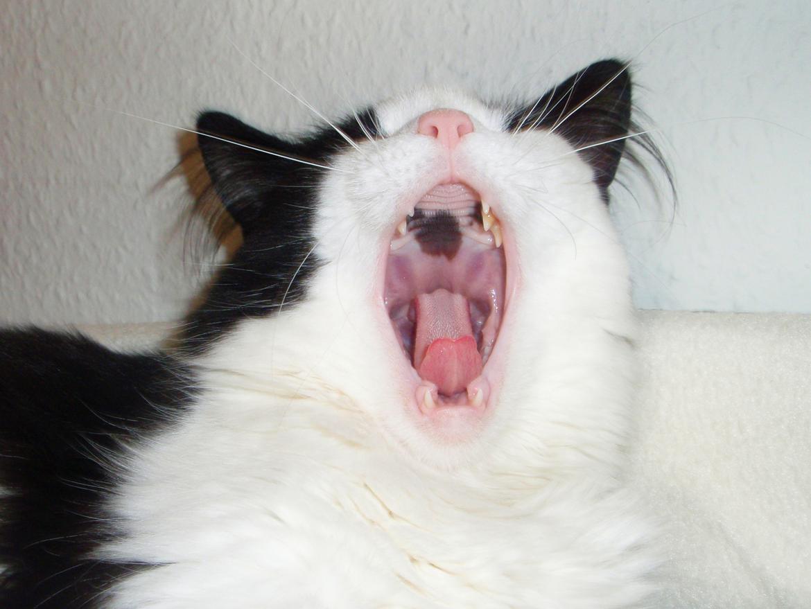 Blanding af racer Frida [Himmelkat] billede 19