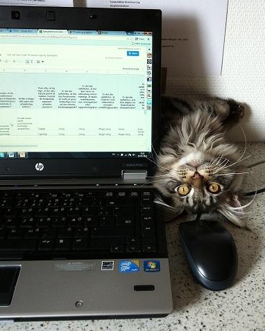 Maine Coon DK AnnahAip Alf billede 8