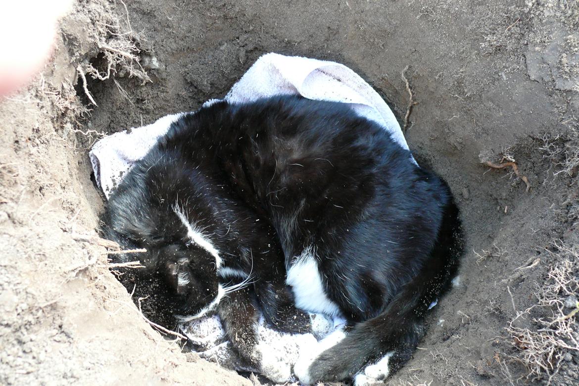 Huskat Sylvester *Sylle* RIP - .. Sylvester i graven :( billede 19