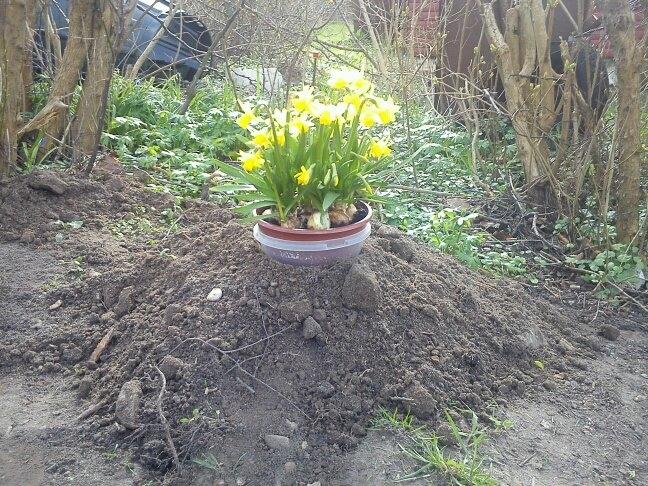 Huskat Sylvester *Sylle* RIP - .. Sylvesters grav . RIP min dreng <3 billede 20