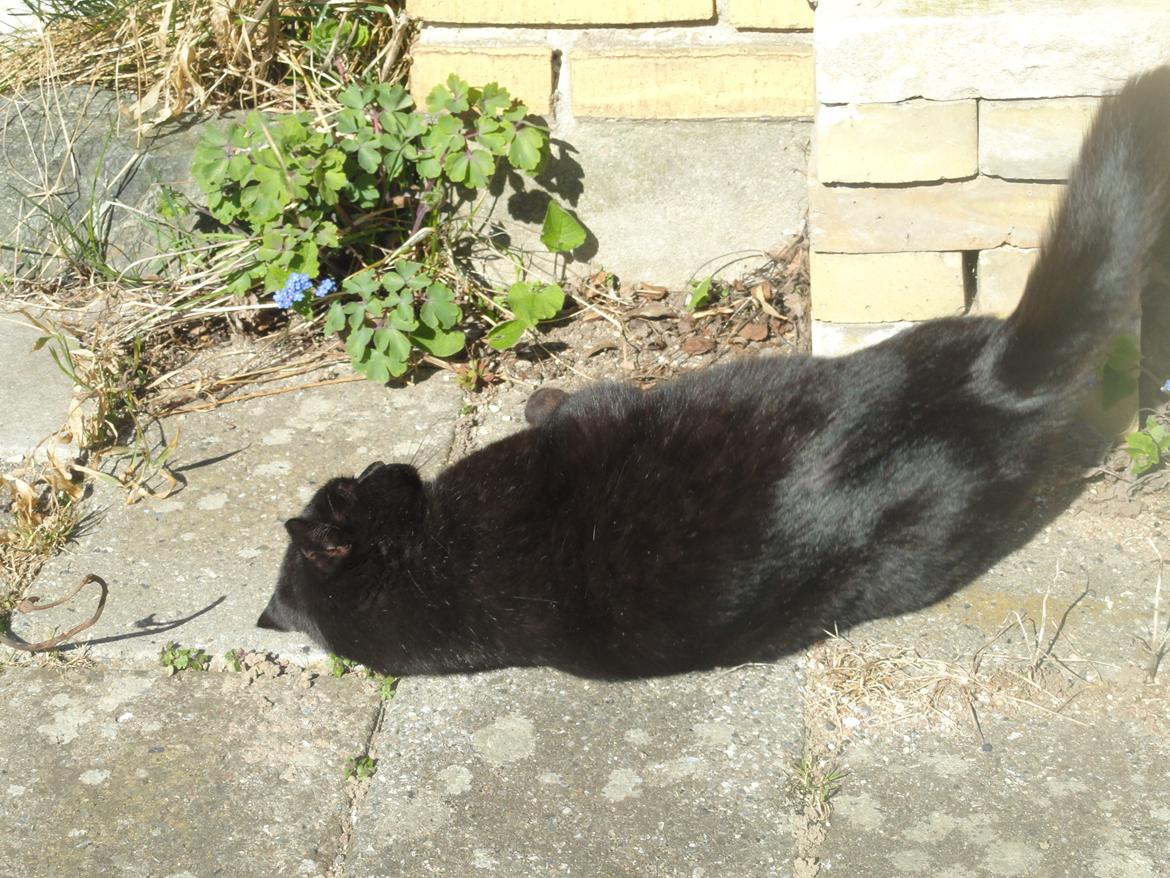 Blanding af racer Blackie<3 My Soulmate! billede 14