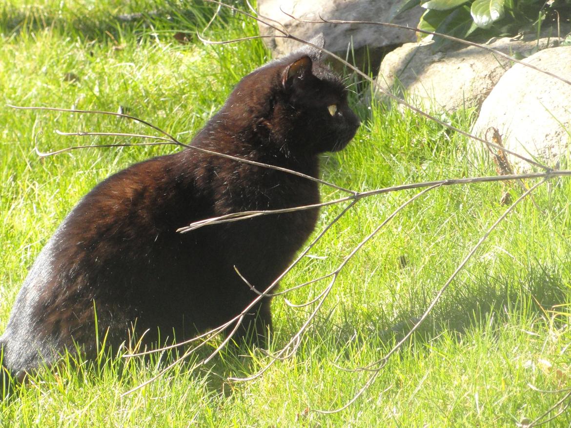 Blanding af racer Blackie<3 My Soulmate! billede 15