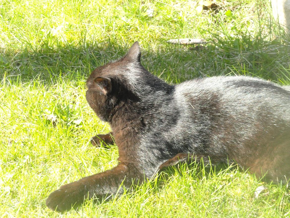 Blanding af racer Blackie<3 My Soulmate! billede 16