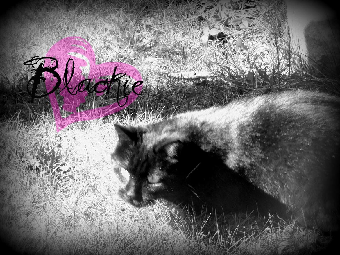 Blanding af racer Blackie<3 My Soulmate! - Velkommen til Blackies profil! :-) billede 1