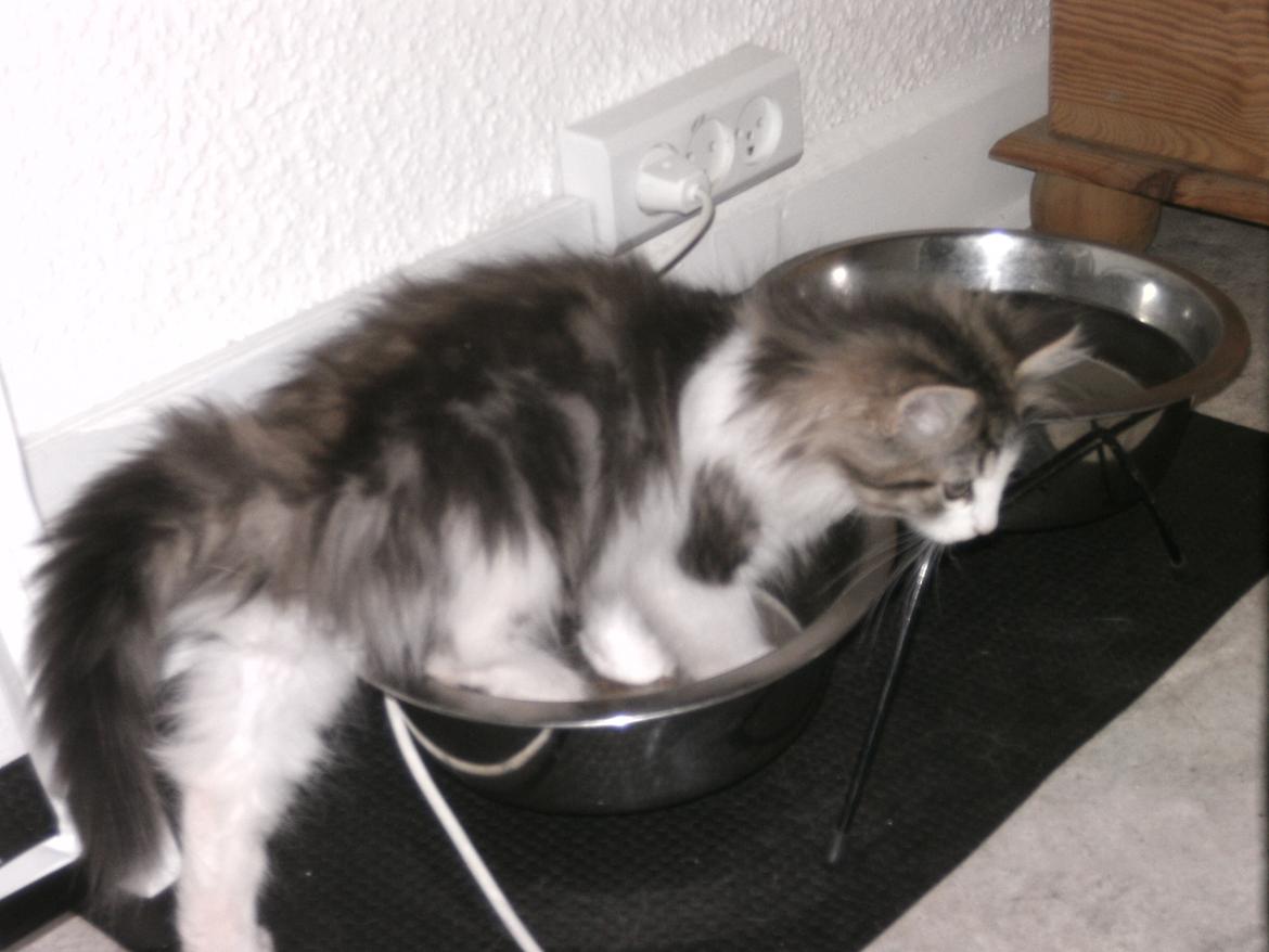 Norsk Skovkat LEDA billede 2