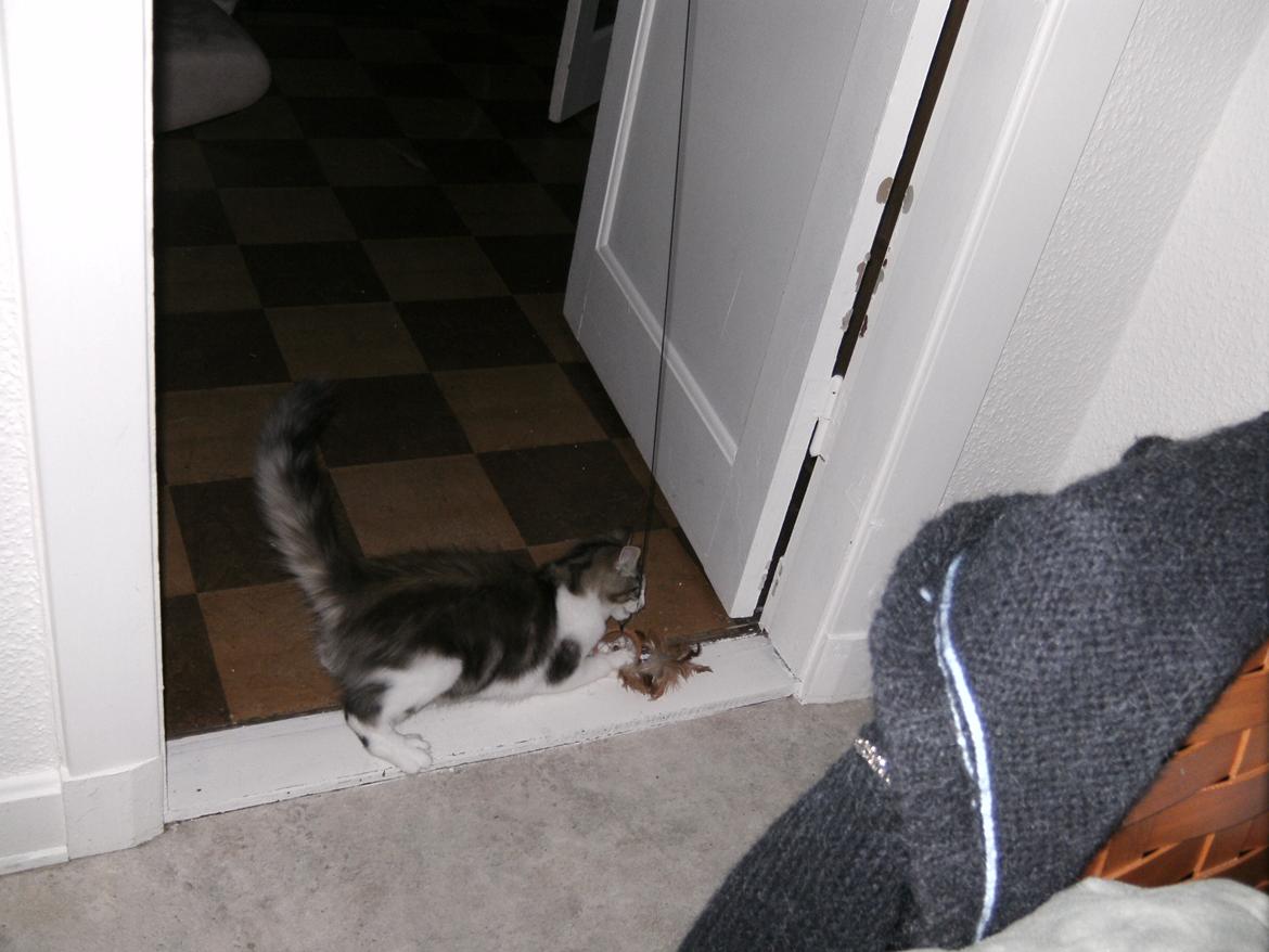 Norsk Skovkat LEDA billede 19