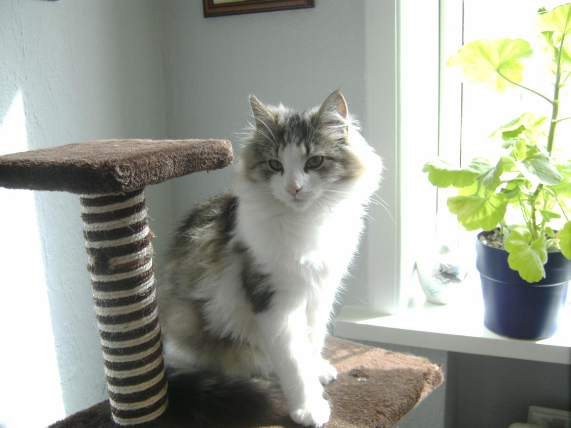 Norsk Skovkat LEDA billede 1