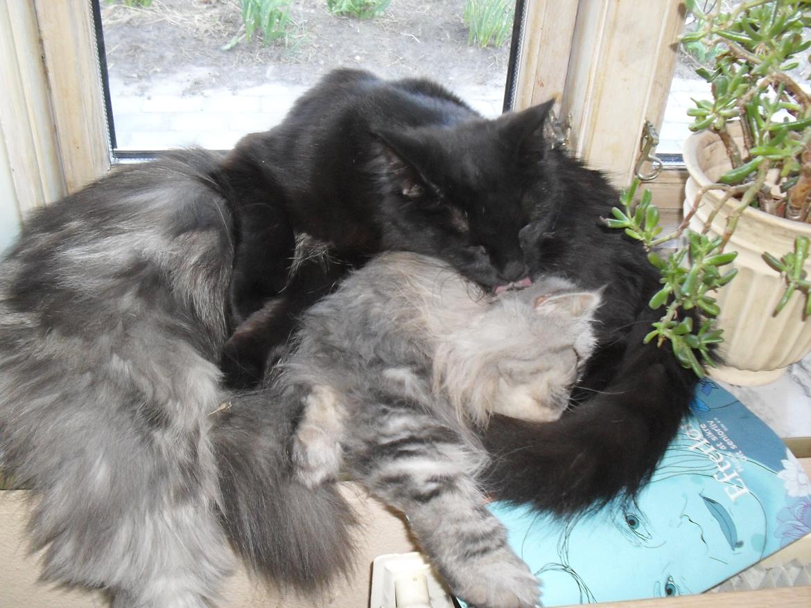 Perser Nyman's Lucky billede 20