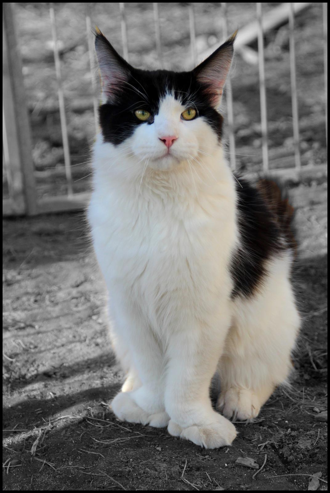 Maine Coon DK Proud Danish Sir Henry Morgan PP - 6 mdr, 5,2 kg billede 2