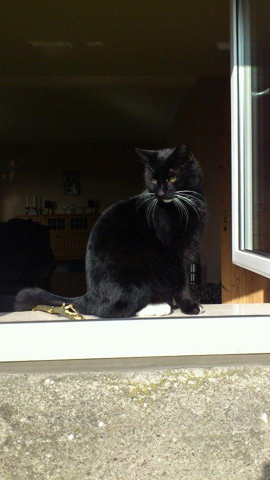 Huskat Romeo' a stribs billede 1