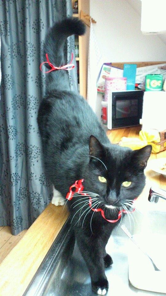 Huskat Romeo' a stribs billede 14