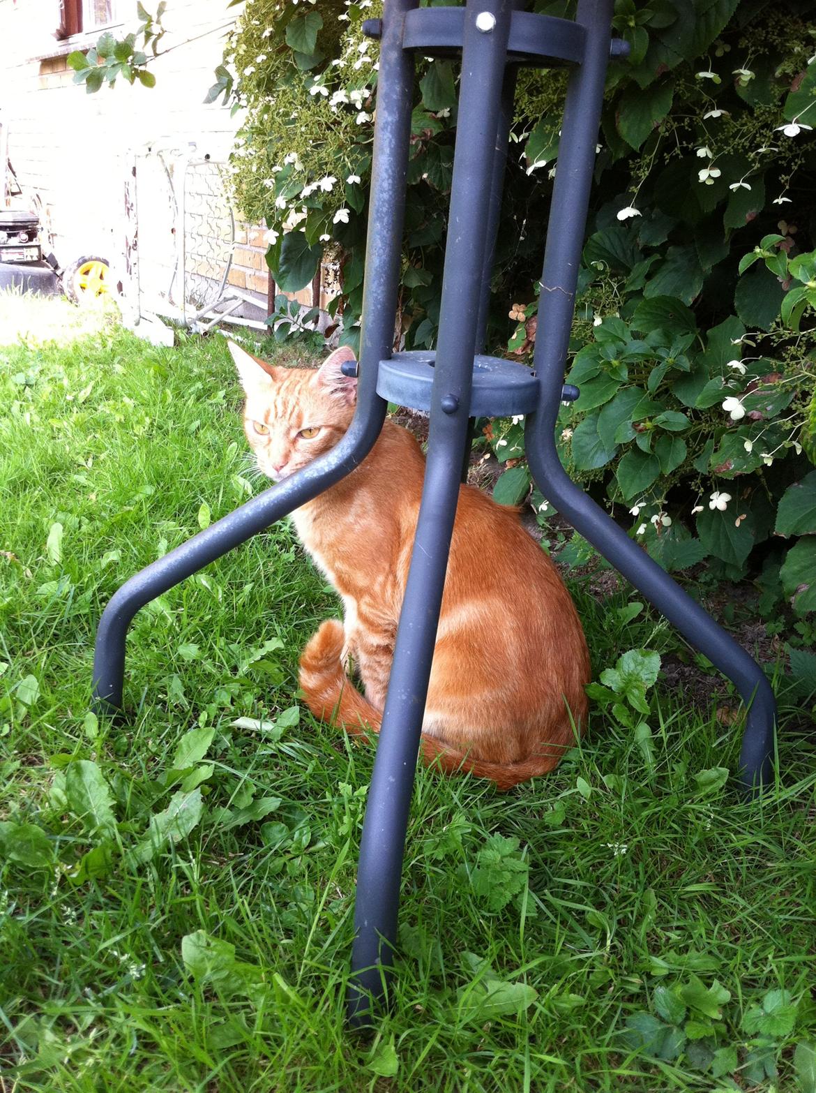 Huskat Lisbeth  billede 1