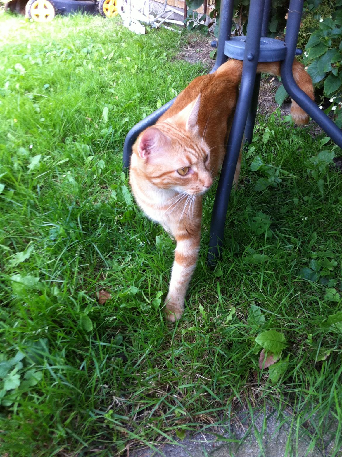 Huskat Lisbeth  billede 2