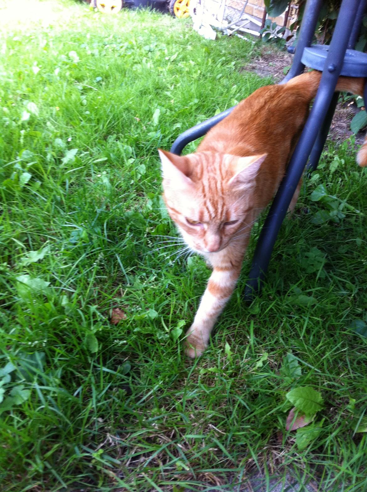 Huskat Lisbeth  billede 3