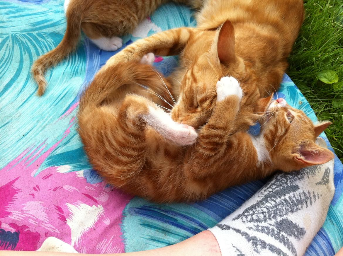 Huskat Lisbeth  billede 4