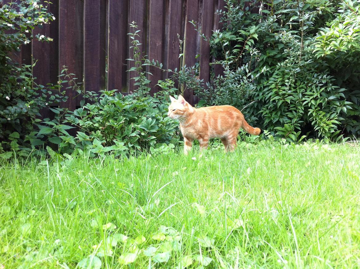 Huskat Lisbeth  billede 5