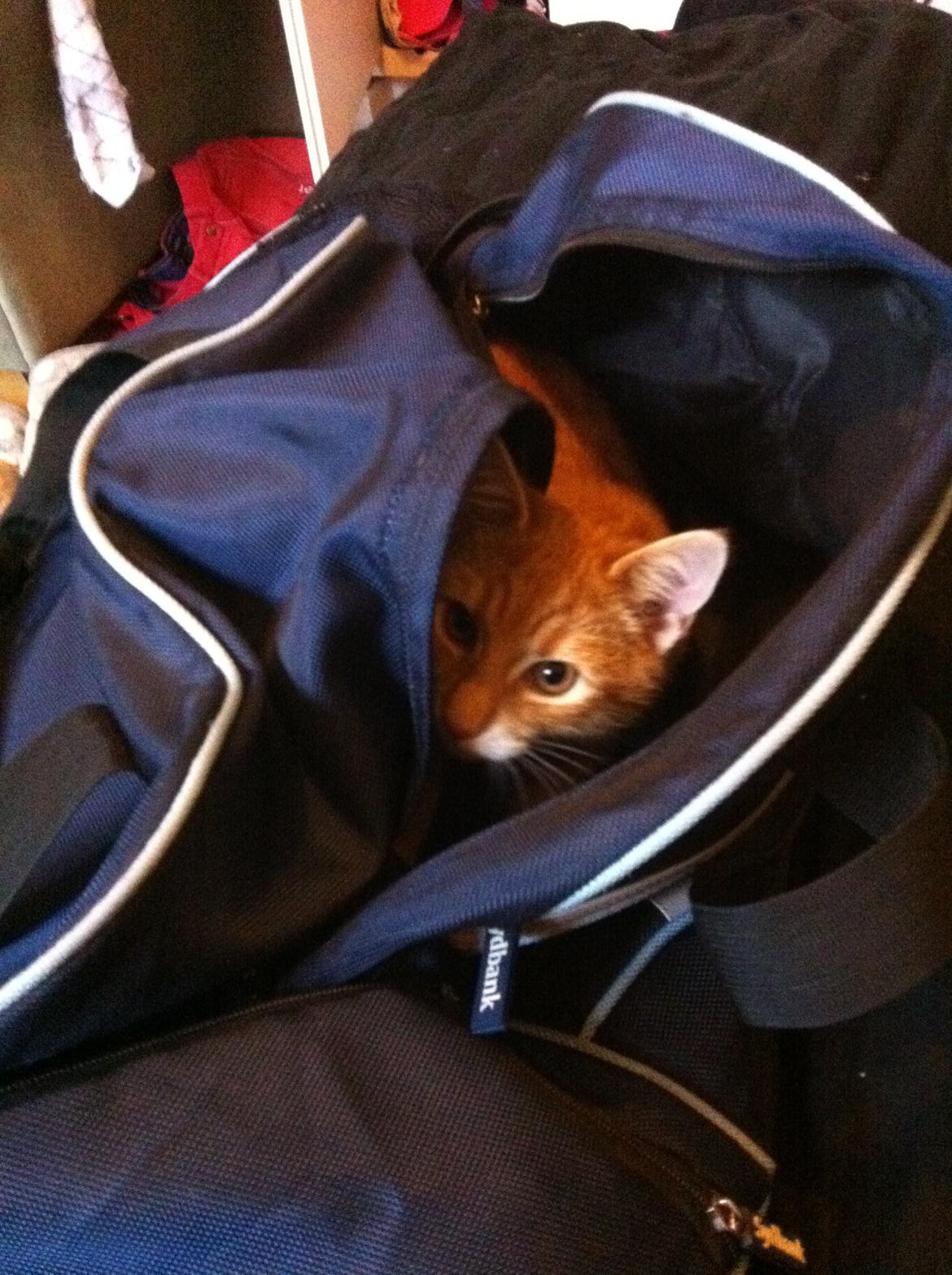 Huskat Bob Marley   (Marley)(r.i.p). :( billede 1