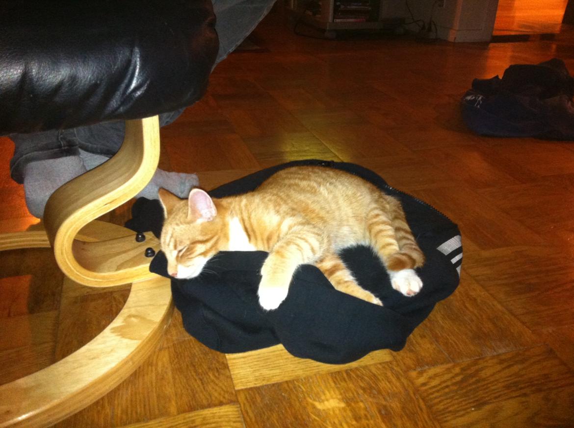 Huskat Bob Marley   (Marley)(r.i.p). :( billede 2