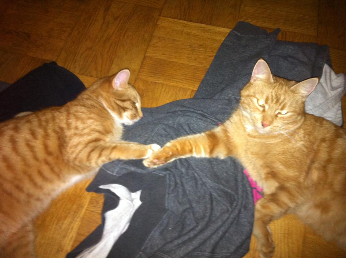 Huskat Bob Marley   (Marley)(r.i.p). :( billede 3