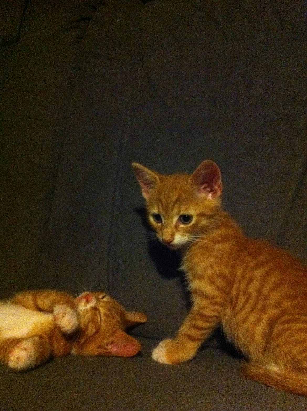 Huskat Bob Marley   (Marley)(r.i.p). :( - Lille Marley til højre:) billede 4