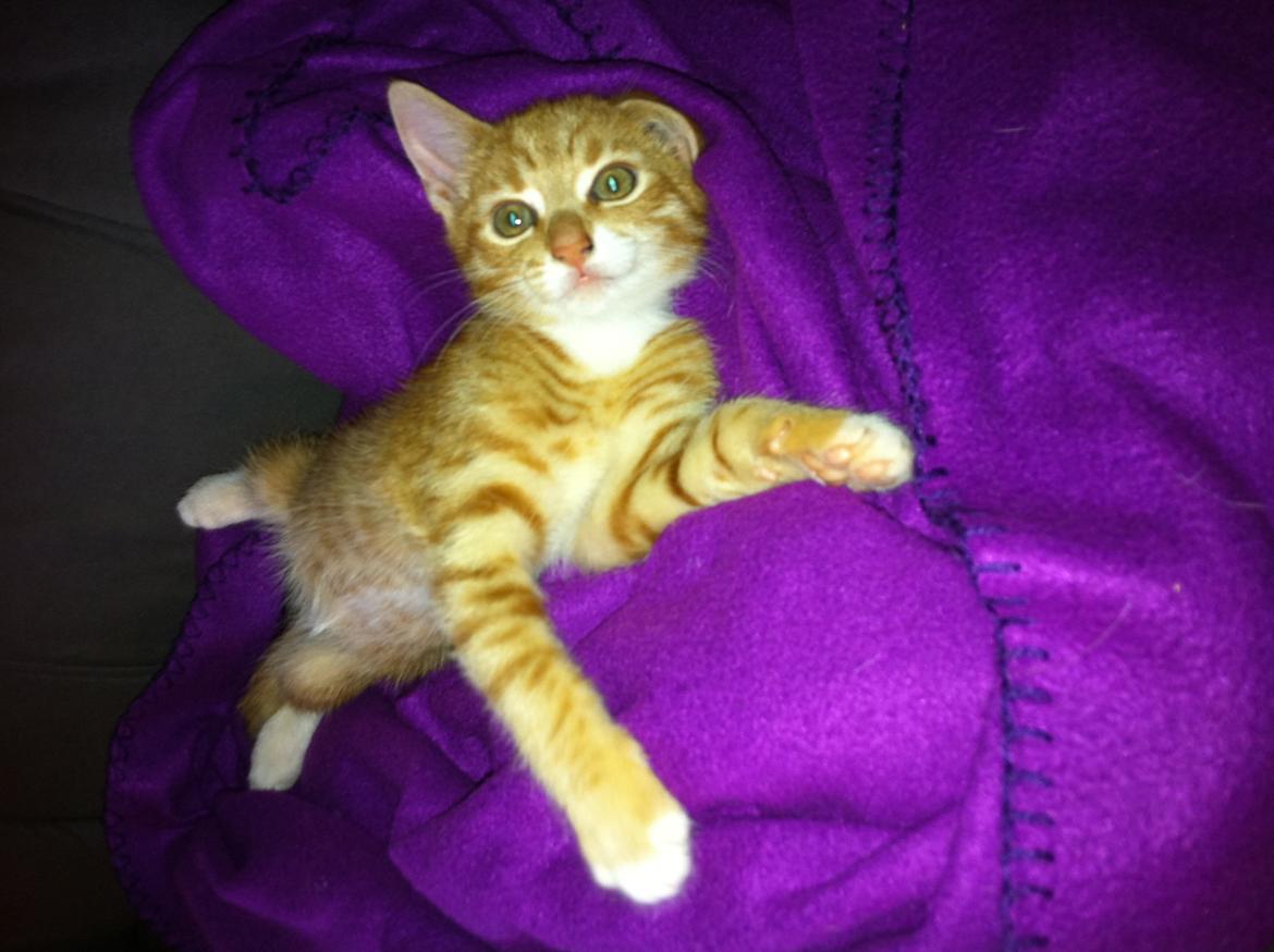 Huskat Bob Marley   (Marley)(r.i.p). :( billede 5