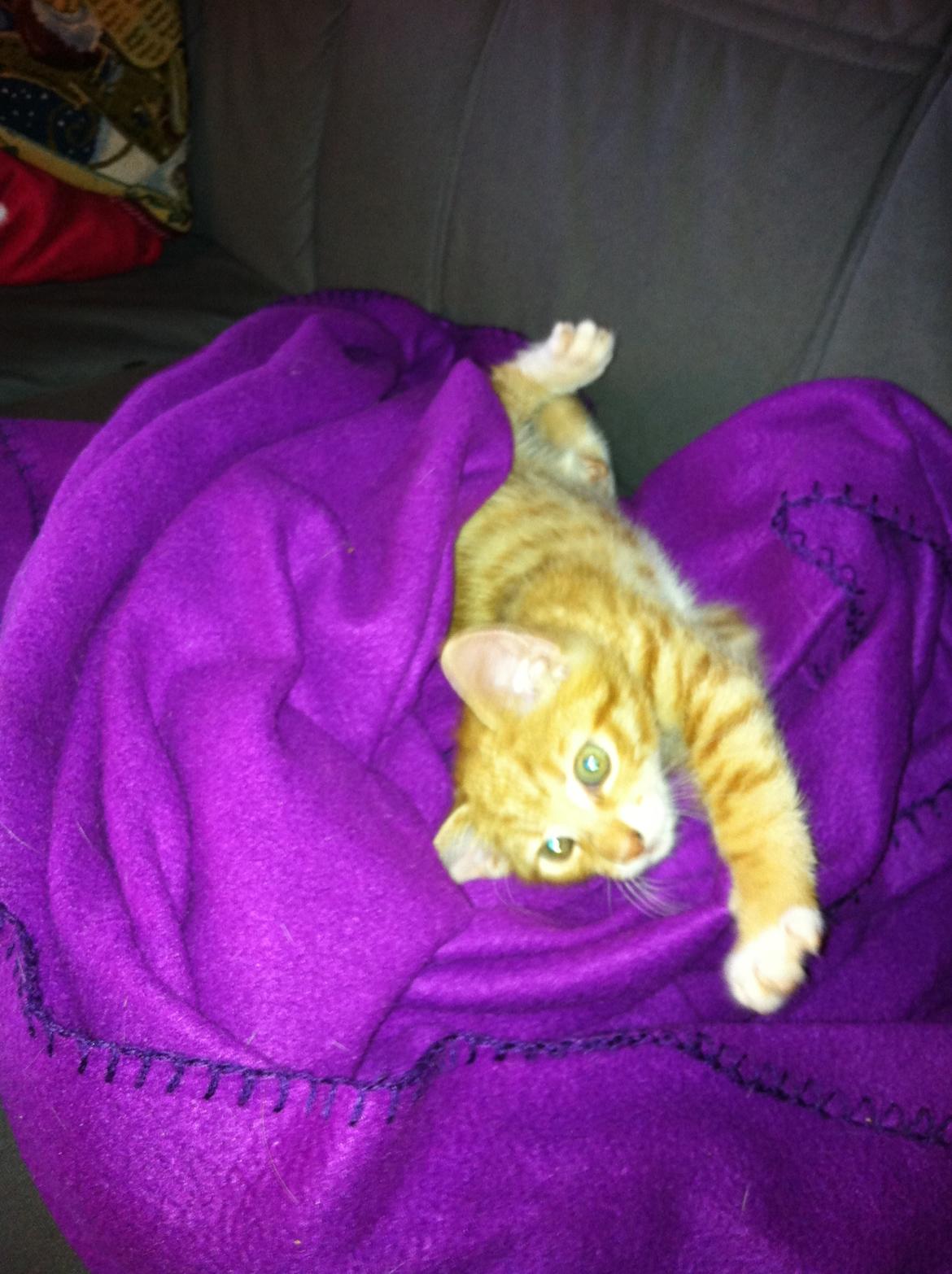 Huskat Bob Marley   (Marley)(r.i.p). :( billede 6