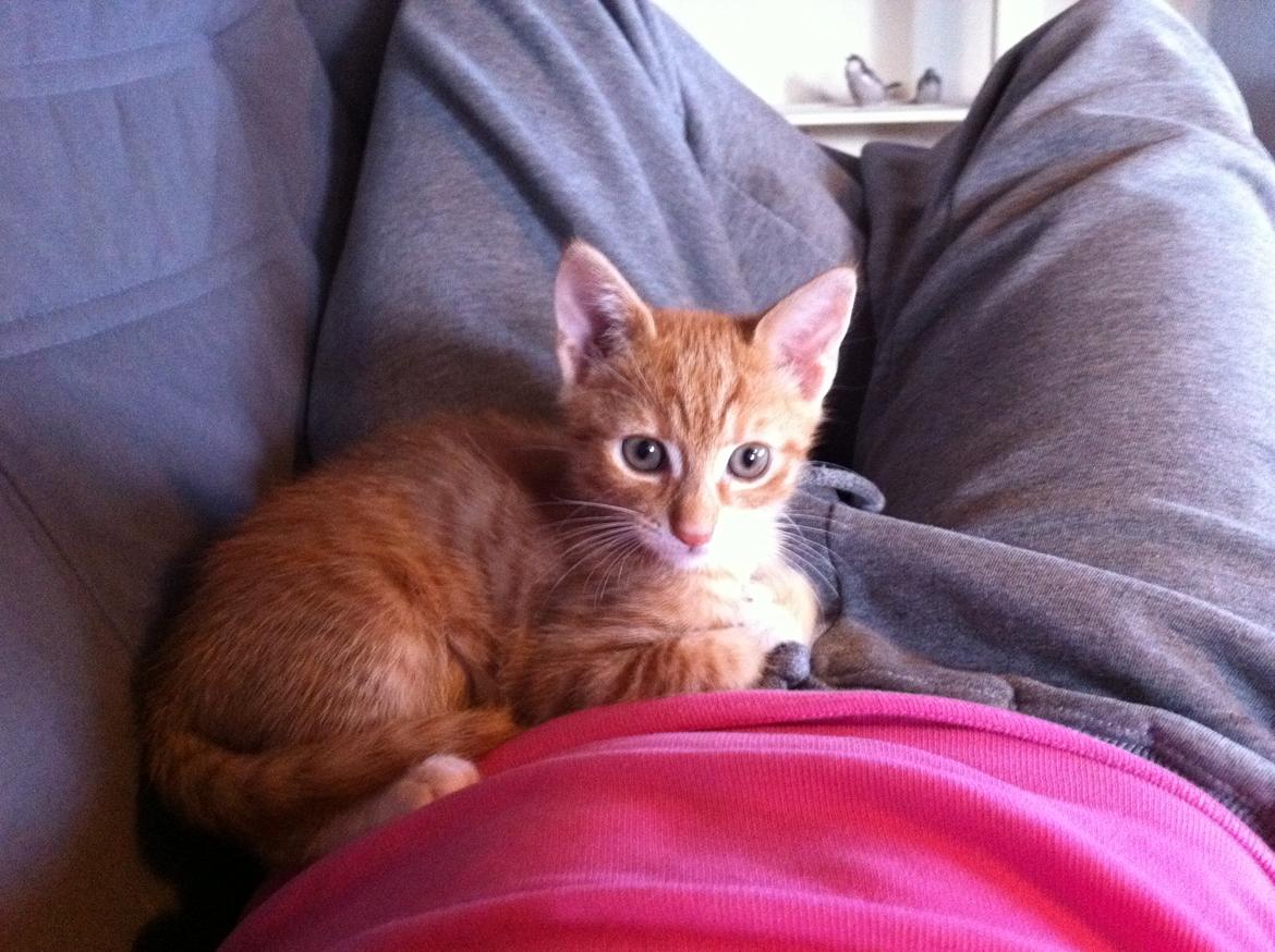 Huskat Bob Marley   (Marley)(r.i.p). :( billede 7