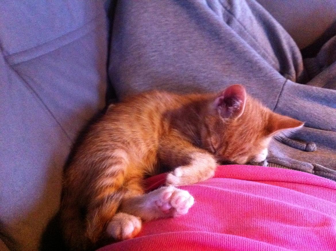 Huskat Bob Marley   (Marley)(r.i.p). :( billede 8