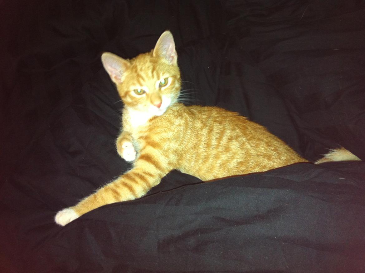 Huskat Bob Marley   (Marley)(r.i.p). :( billede 9