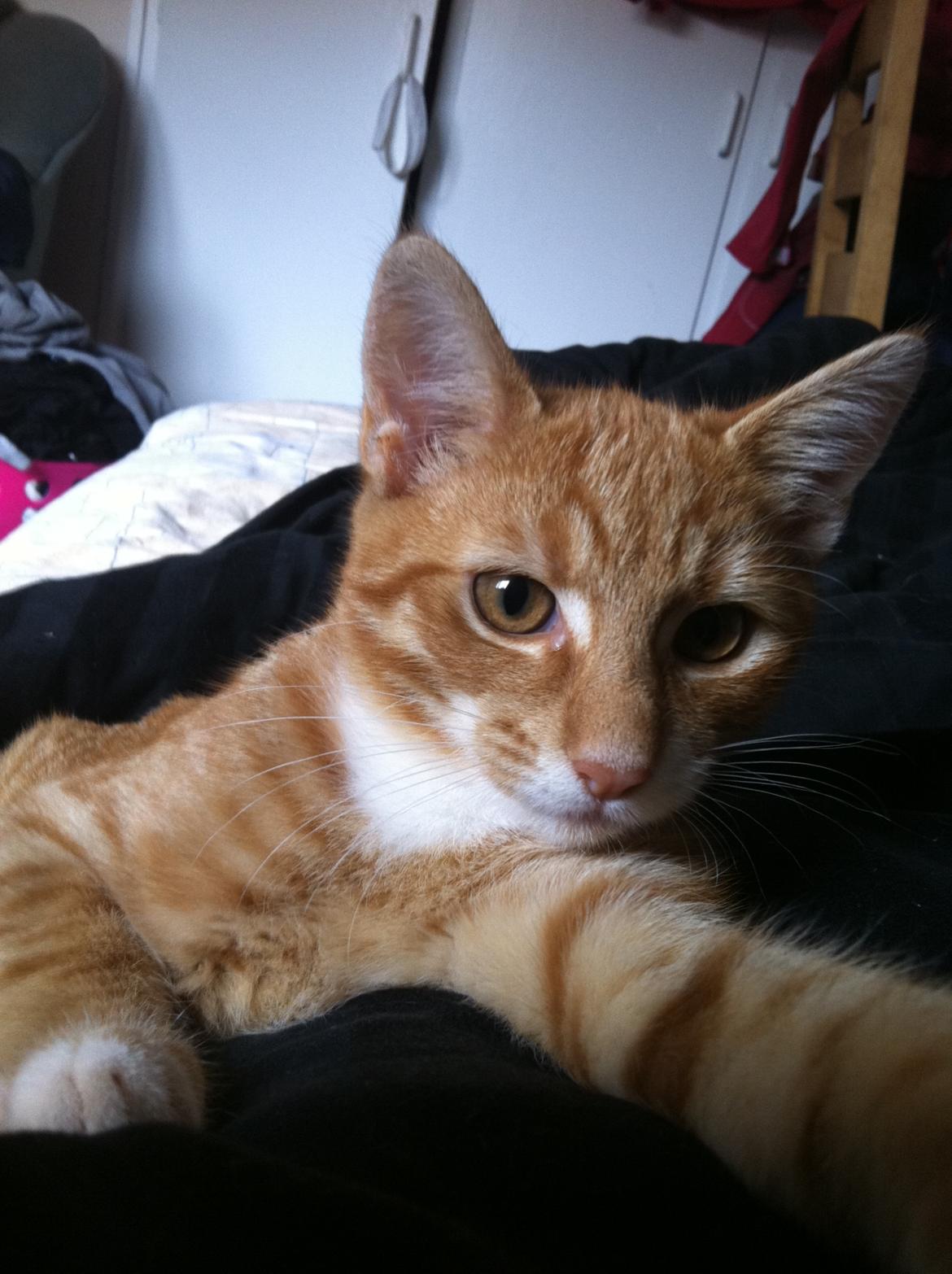 Huskat Bob Marley   (Marley)(r.i.p). :( billede 10